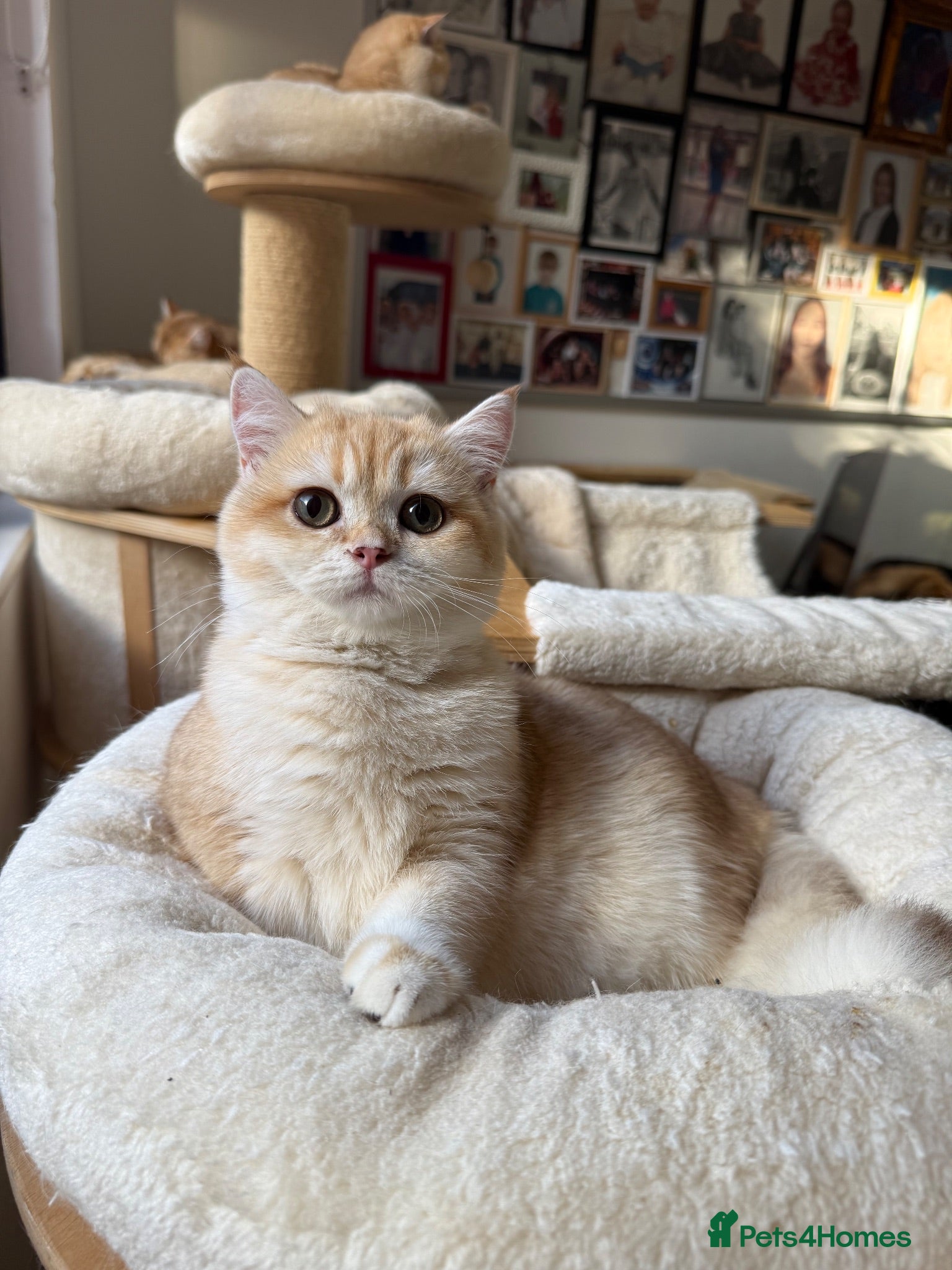British Shorthair cats GCCF reg BSH Chocolate and Black Golden Kittens - Advert 2