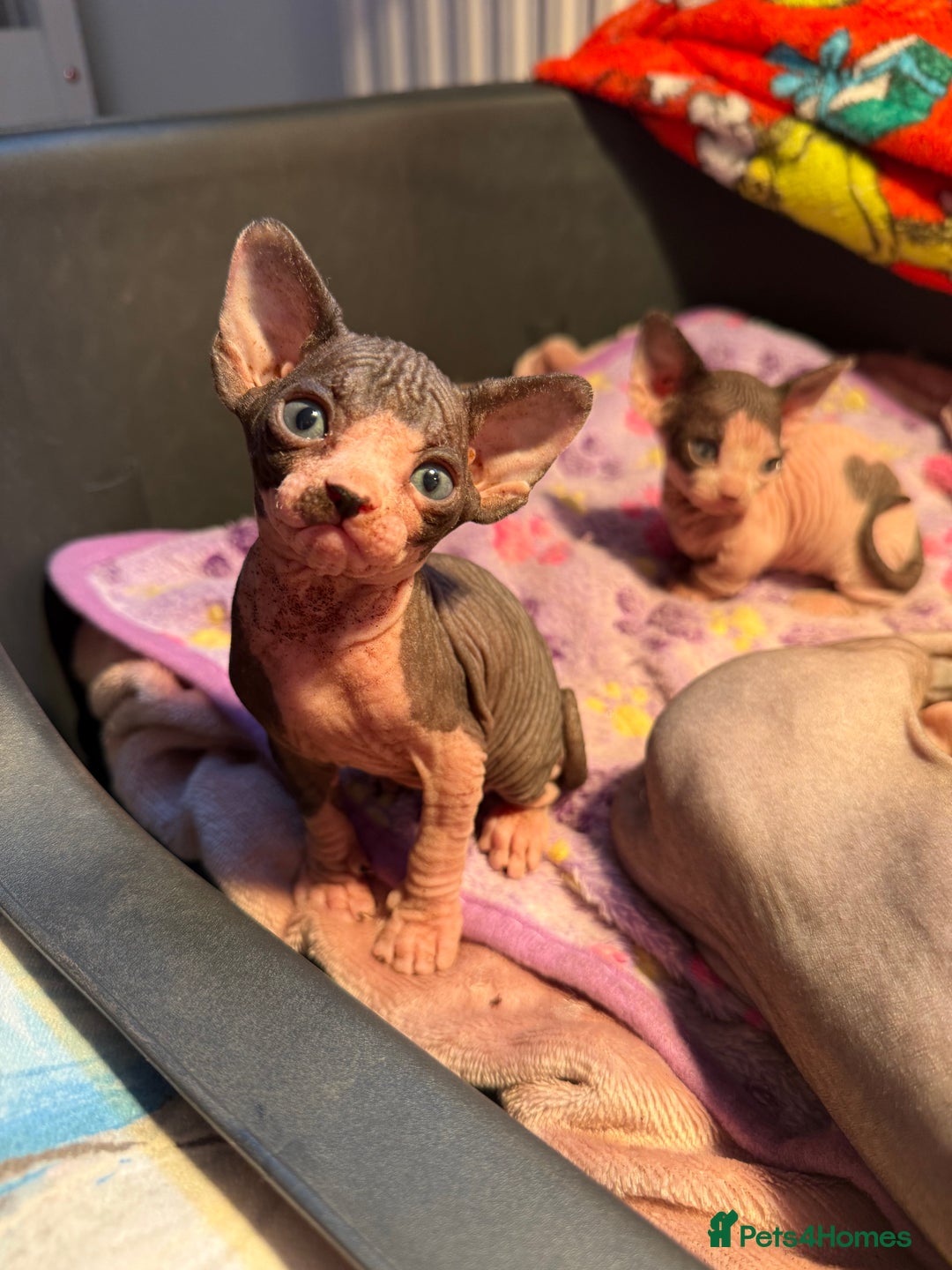 Sphynx cats for sale: Beautiful litter of sphynx - Advert 1