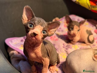 Sphynx cats Beautiful litter of sphynx - Advert 6