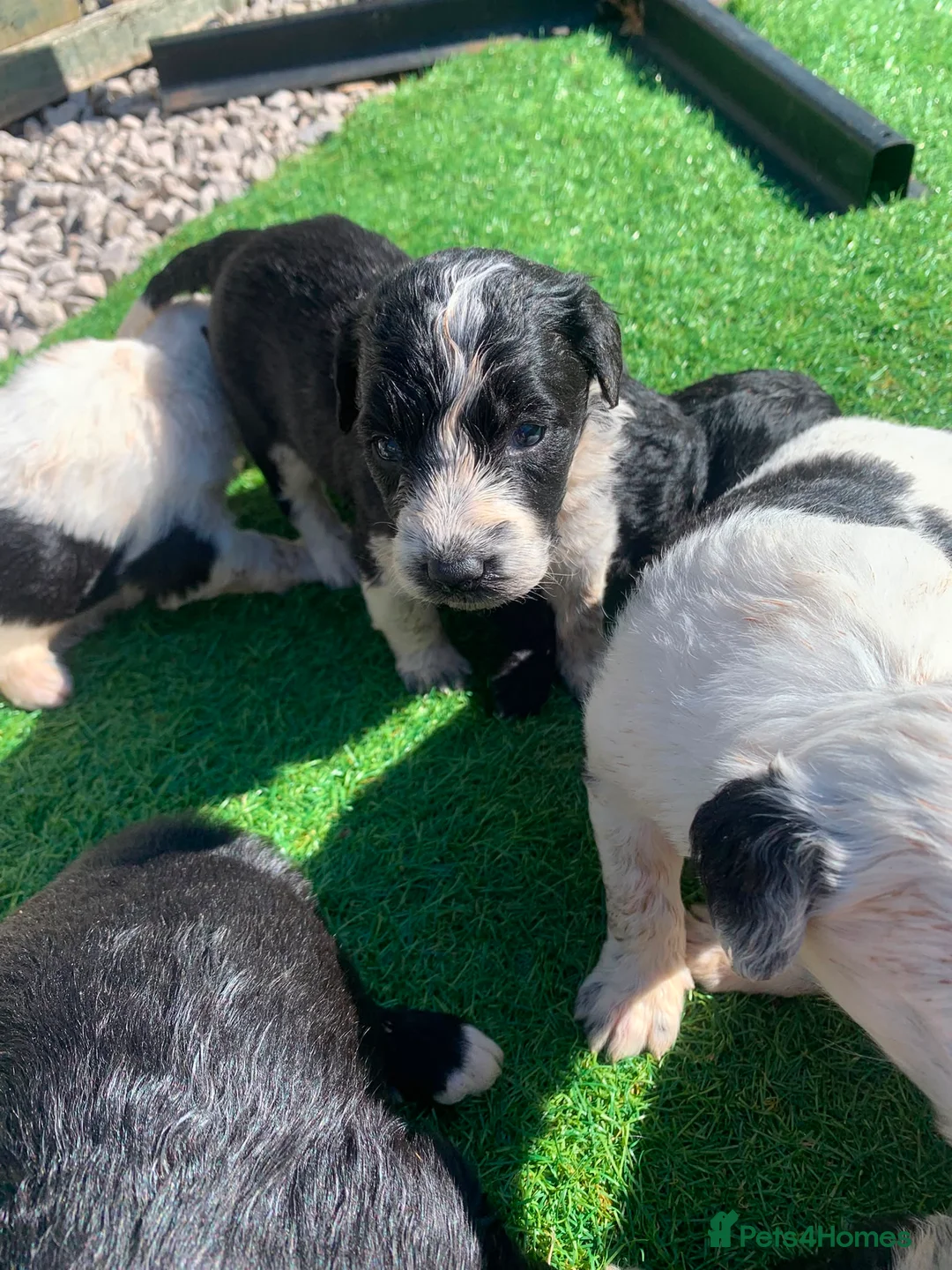 Bordoodle dogs for sale: Bordoodle puppies in Lancaster - Advert 2