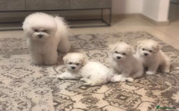 Bichon Frise dogs for sale:  Pure Breed Bichon Puppies for sale - Image 6