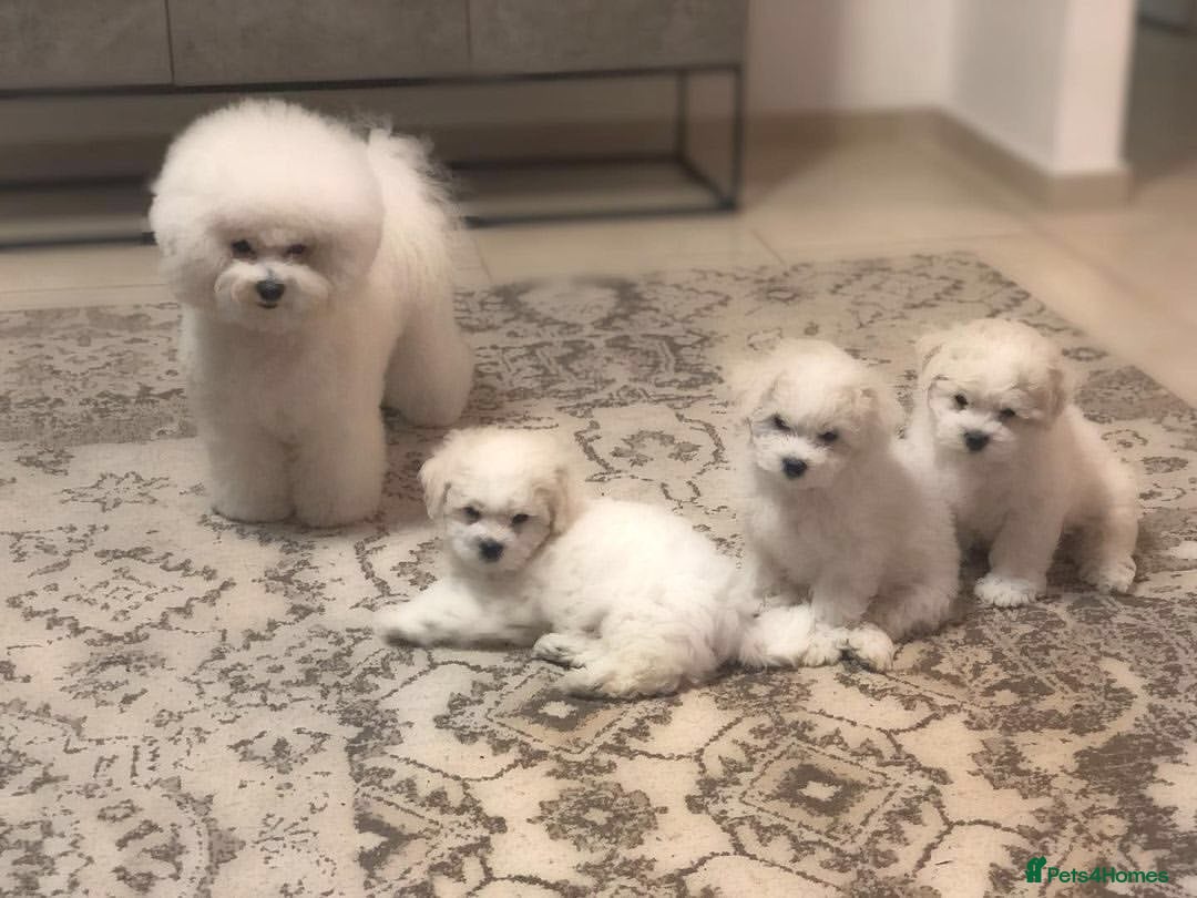 Bichon Frise dogs for sale:  Pure Breed Bichon Puppies for sale - Image 6