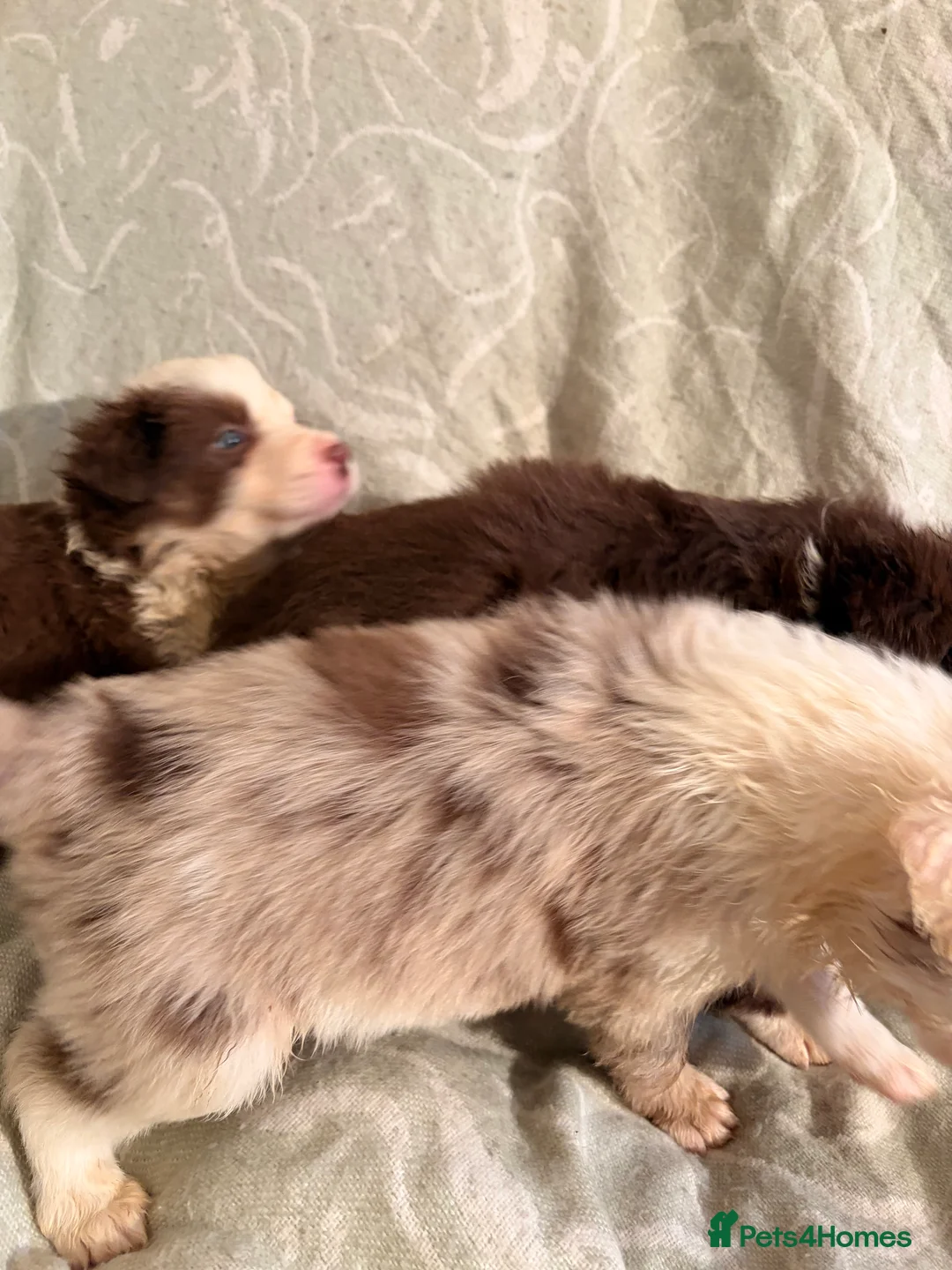 Border Collie dogs for sale: HEALTH TESTED CLEAR PARENTS BORDER COLLIE PUPS - Advert 15