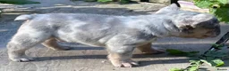 French Bulldog dogs for sale: QUALITY HEALTH TESTED FRENCH BULLDOG PUPPIES  - Advert 2