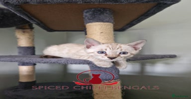 Bengal cats - Advert 6