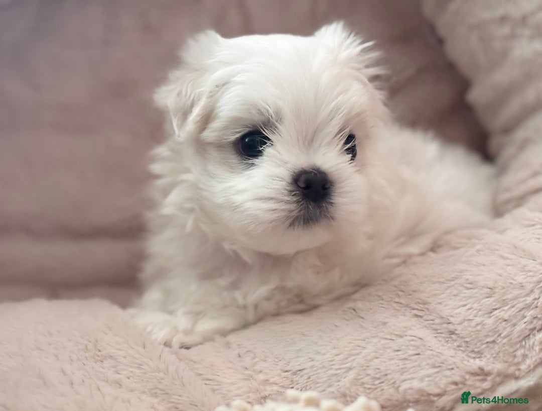 Maltese dogs for sale: ✨💫Tiny Exquisite Bambelina Maltese 💫✨ - Image 6