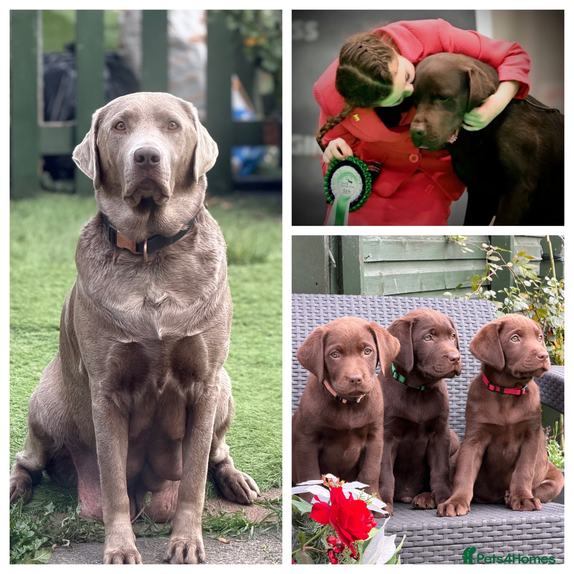 Labrador Retriever dogs Beautiful chocolate Labrador puppies  - Advert 5