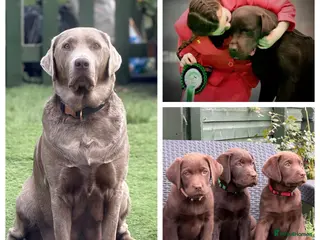 Labrador Retriever dogs Beautiful chocolate Labrador puppies - Advert 11