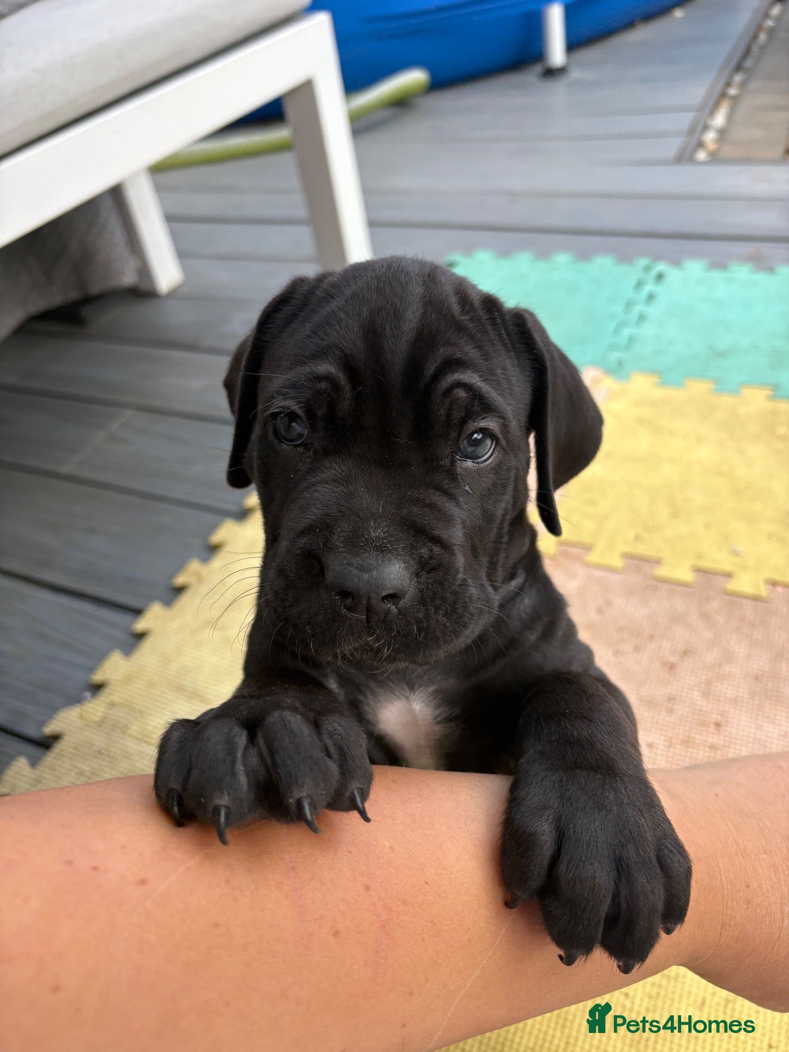Cane Corso dogs 4 Stunning Cane Corso Big Boys!!! - Advert 2