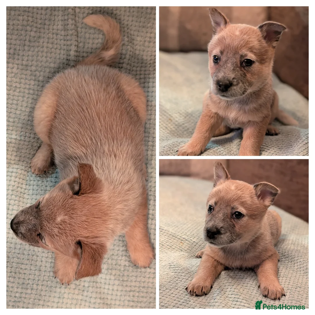 Australian Cattle Dog dogs for sale: Cattle Dog Puppies - Advert 13
