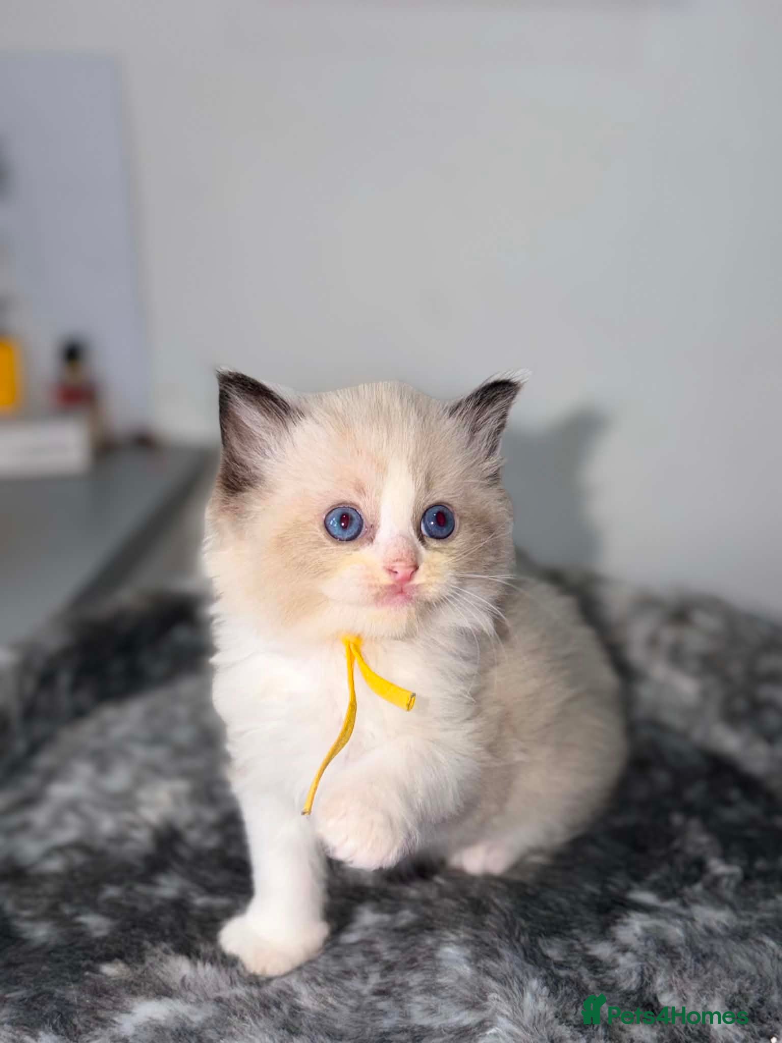 Ragdoll Kitten 4