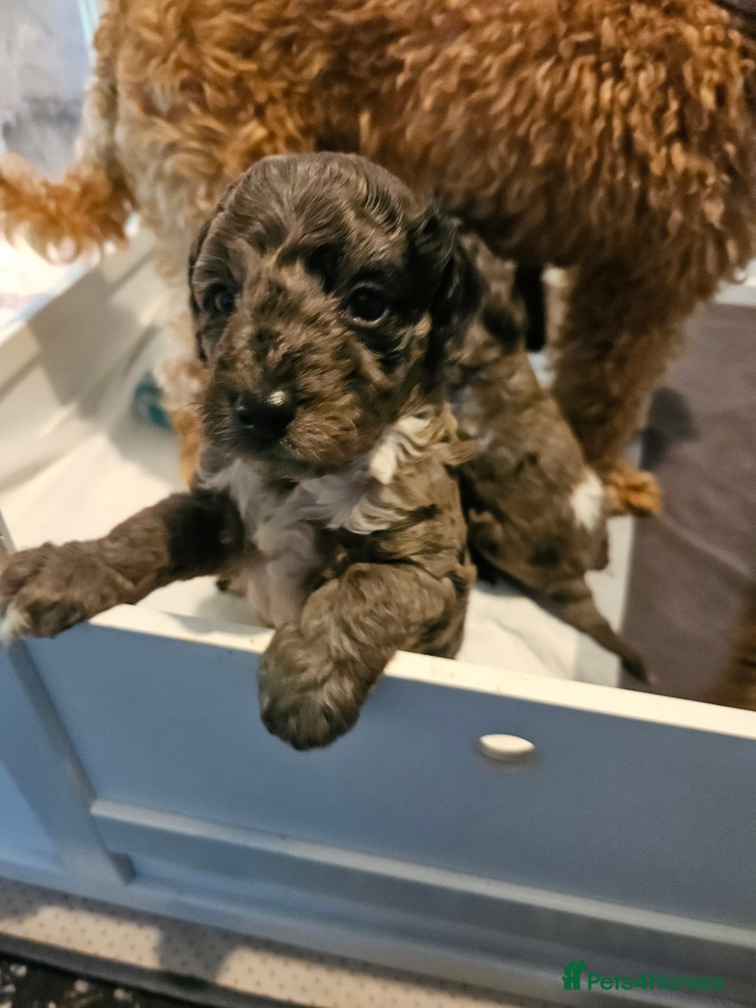 Cavapoo dogs for sale: Beautiful toy cavapoos  - Advert 10