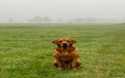Labrador Retriever dogs for sale: Ready to leave, KC Labrador litter, boys & girls  - Image 26