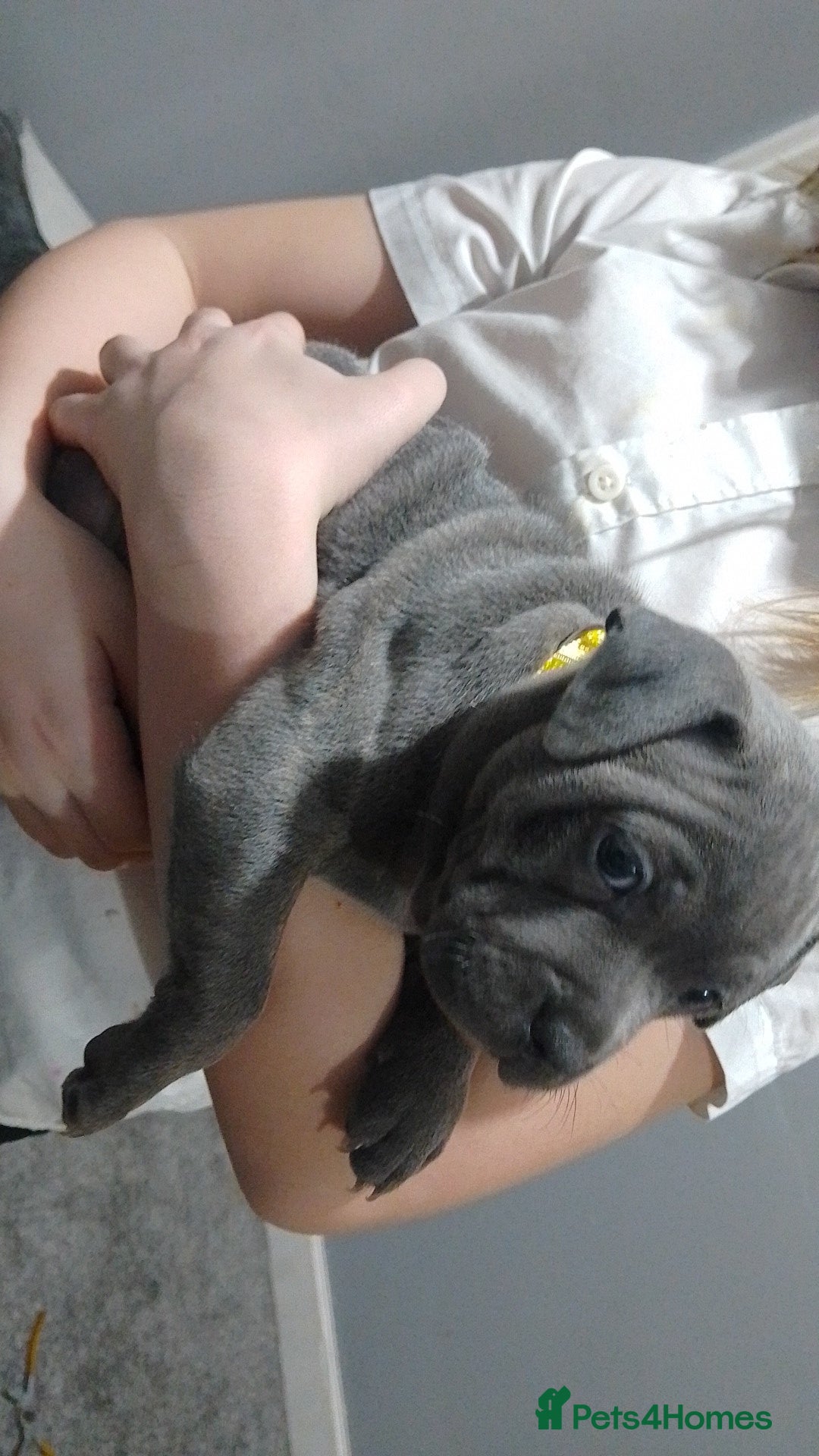 Staffordshire Bull Terrier dogs for sale: **Gorgeous blue staffy pups** - Advert 3