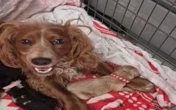 Cockapoo dogs for sale: Miniature cockapoo Puppy ready now - Image 3