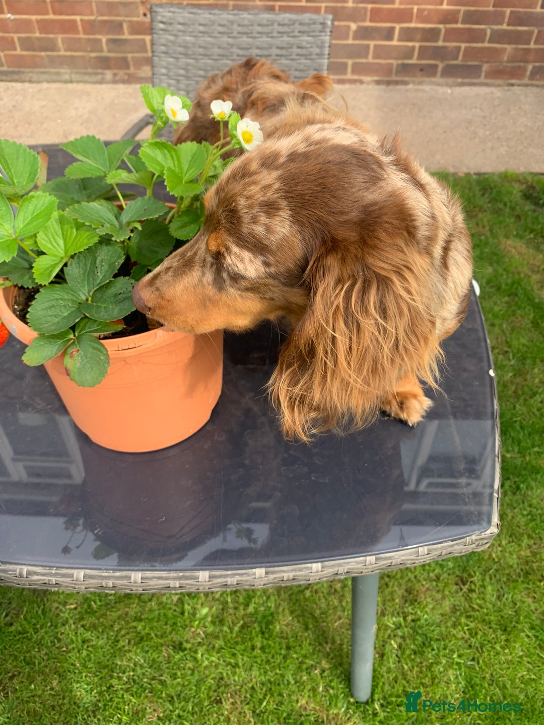 Dachshund dogs for stud: K.C reg. long hair dapple dachshund for STUD - Image 5