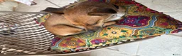 Mixed Breed dogs for sale: Sweet little nutmeg needs her forever home - Advert 6