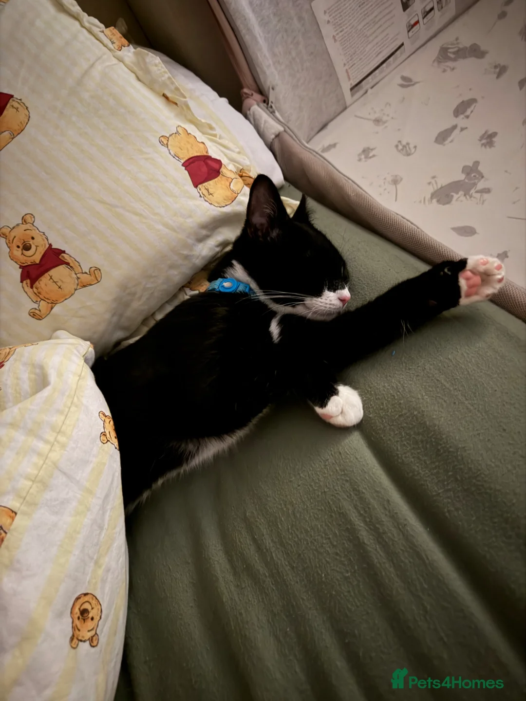 Mixed Breed cats for sale: Brother cats  - Advert 2