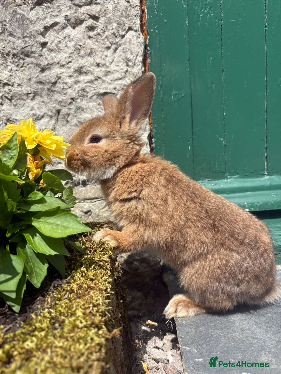 Mini Lop rabbits for sale: Beautiful mini lop cross Netherland dwarf - Advert 2