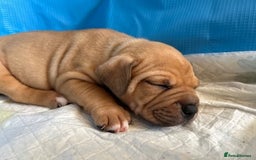 Mixed Breed dogs for sale: Pocket bully (mom) x staffy - Image 12