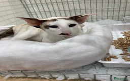 Oriental cats for sale: Oriental shorthair bicolour  - Image 1