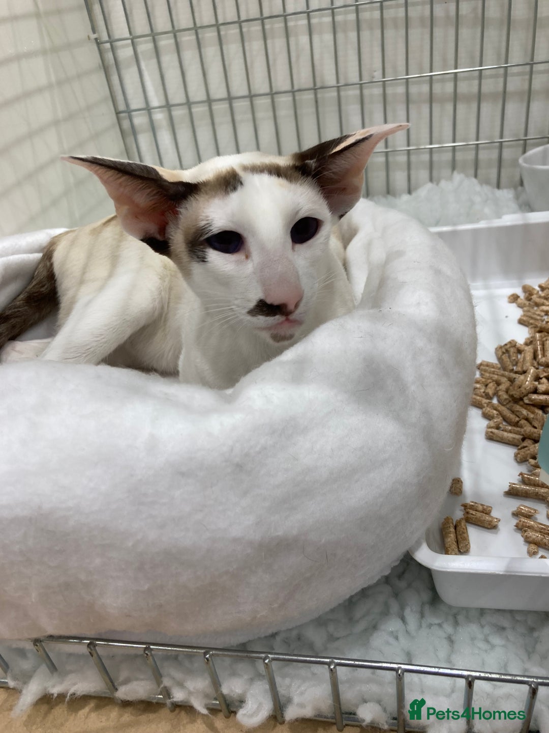 Oriental cats for sale: Oriental shorthair bicolour  - Image 1