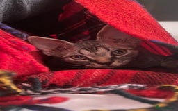Devon Rex cats for sale: Devon Rex - Image 4