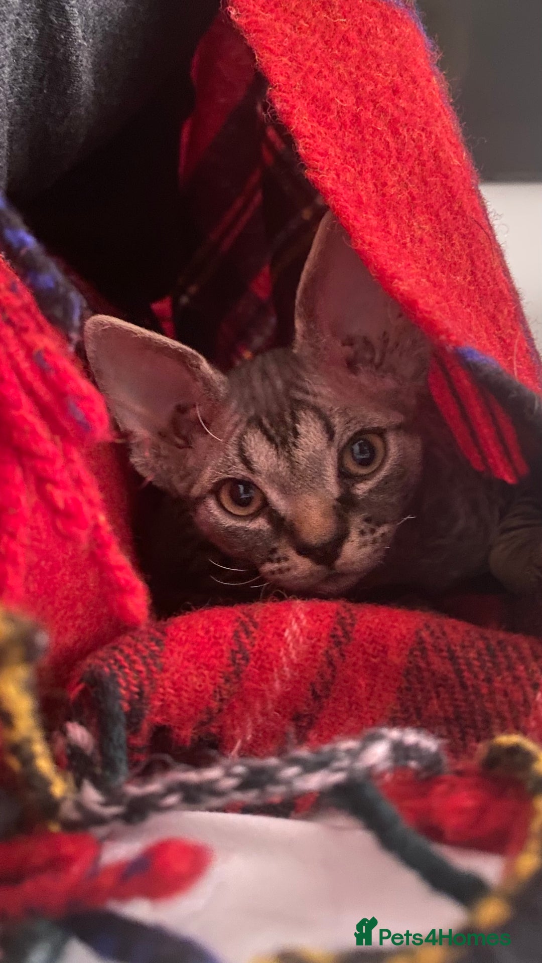 Devon Rex cats for sale: Devon Rex - Image 4