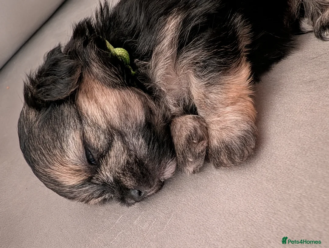 Morkie dogs for sale: Cheeky boy Morkies  - Advert 5