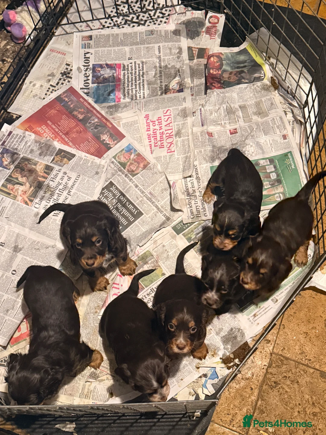 Cocker Spaniel dogs for sale: Cocker spaniel puppies  - Advert 16