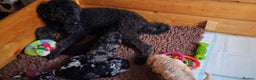 Goldendoodle dogs for sale: Stunning Merle goldendoodle male - Advert 10