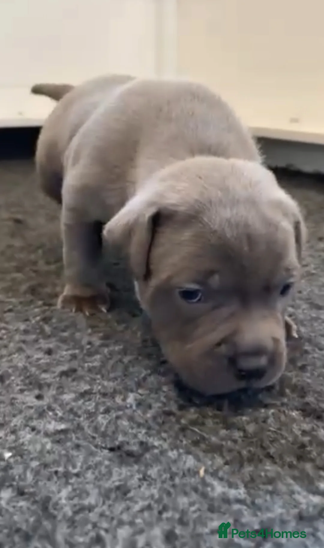 Staffordshire Bull Terrier dogs for sale: %Solid Pure Staffy Puppies Available  in Birmingham - Advert 9