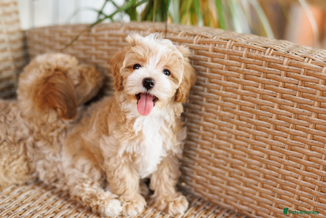 Maltipoo dogs for sale: Gorgeous Maltipoo Puppies – 3 Boys & 3 Girls - Image 5
