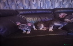 French Bulldog dogs for sale: Male French bulldog puppy - Image 9