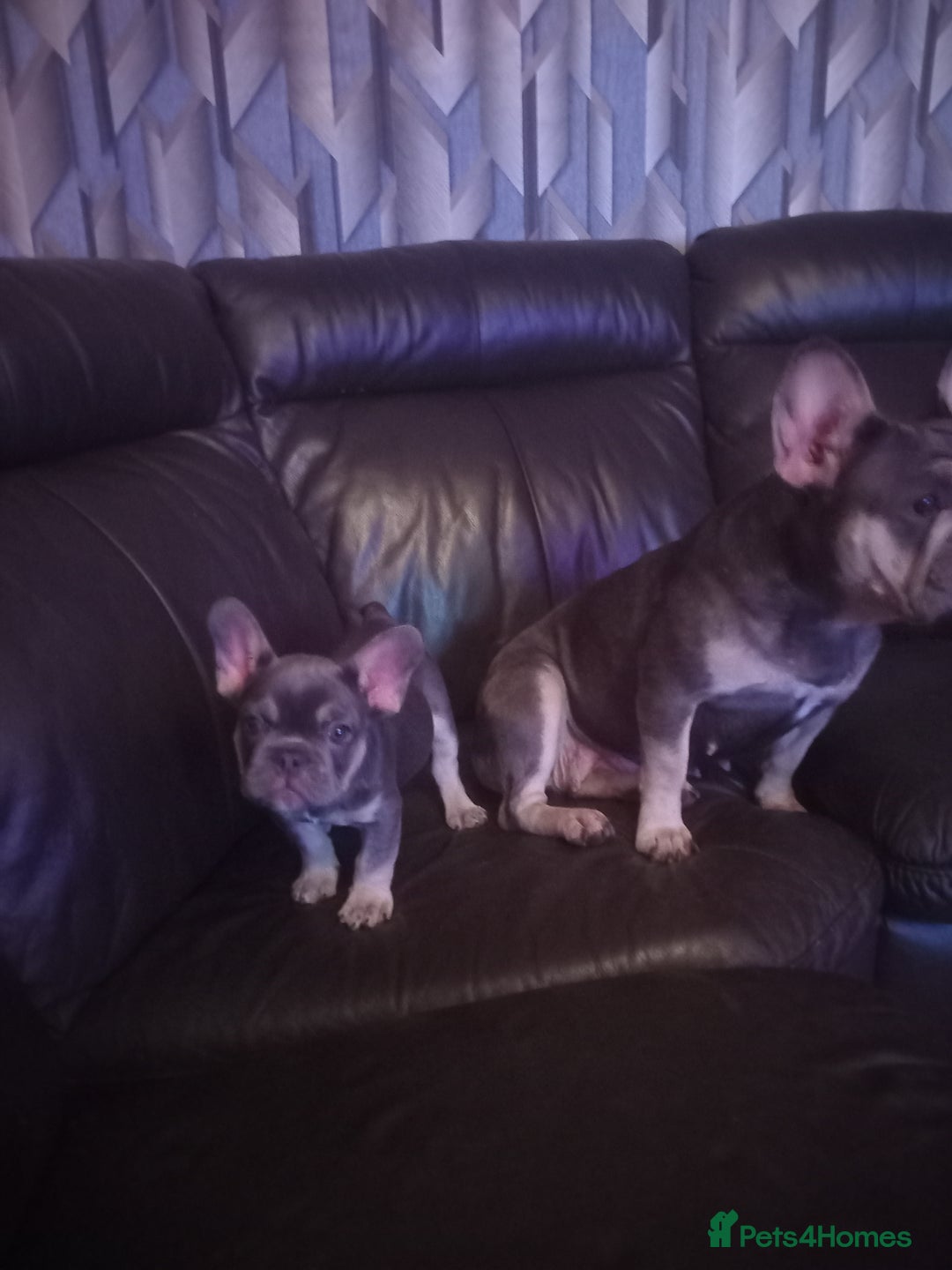 French Bulldog dogs for sale: Male French bulldog puppy - Image 9