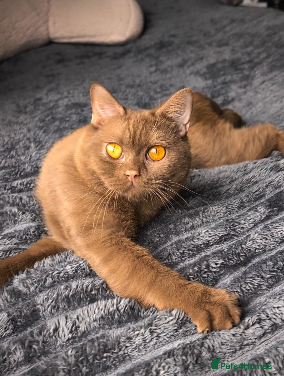 British Shorthair cats for stud: 💦CINNAMON BSH❣️GCCF & TICA active💙STUD 🩸Blood B - Image 13
