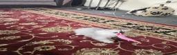 Persian cats for sale: Persian kitties in Alloa - Advert 17