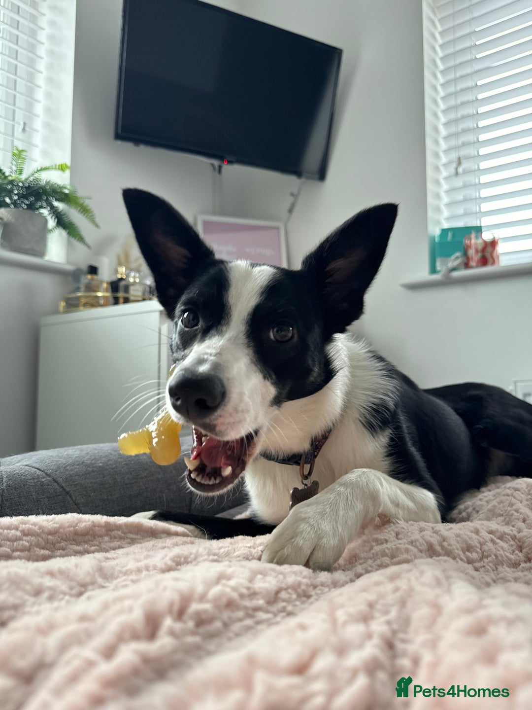 Border Collie dogs for sale: Nugget - 2 year old - Border Collie - Advert 8