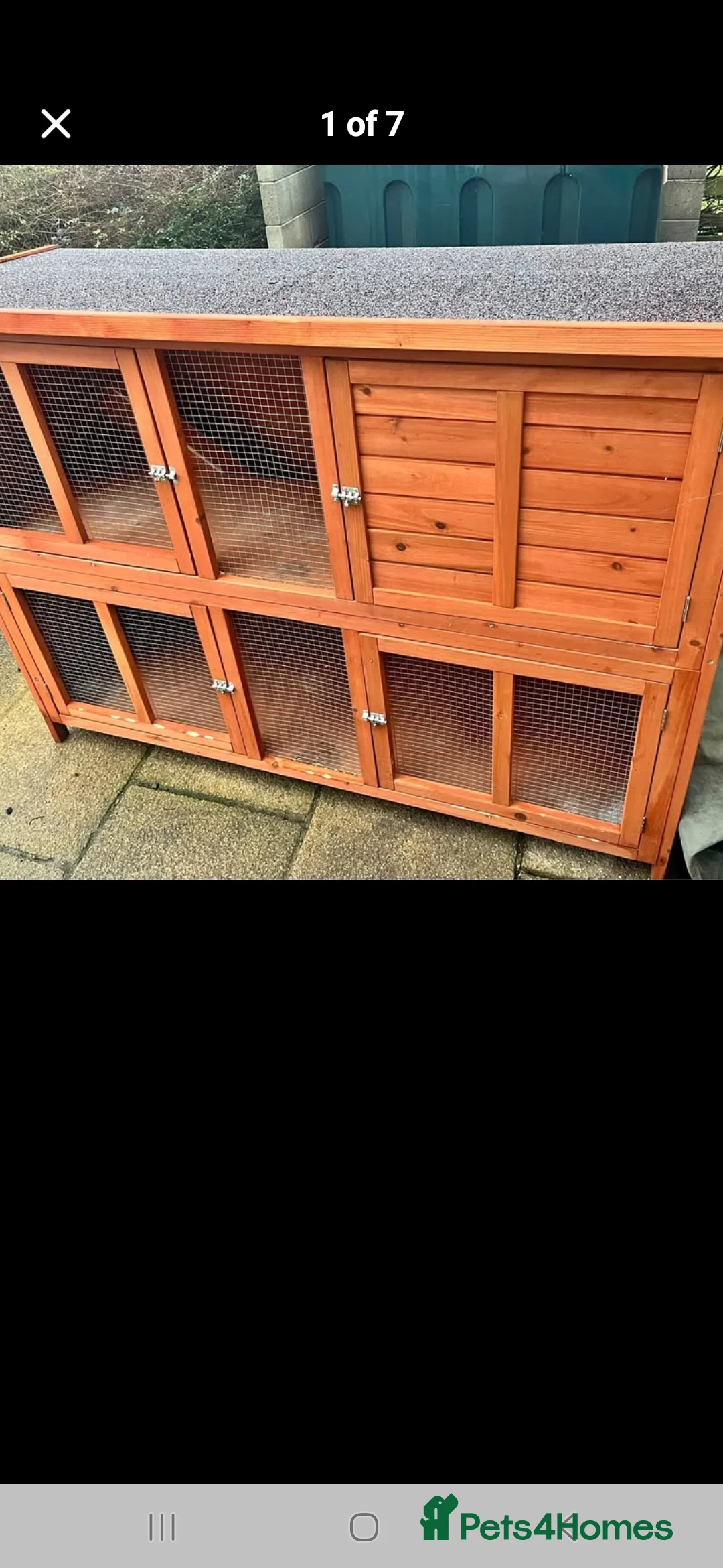 Lionhead rabbits for sale: 2 lovely male lionhead rabbits in Mansfield - Advert 3