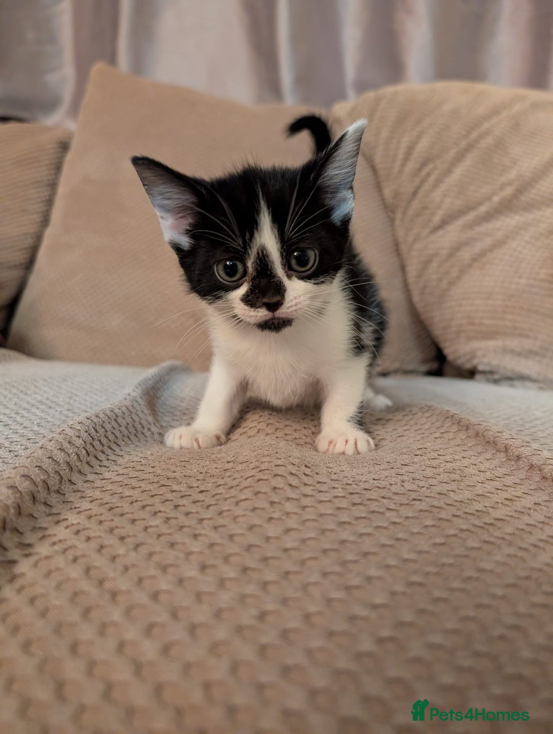Mixed Breed cats for sale: 5 kittens for sale - Image 4