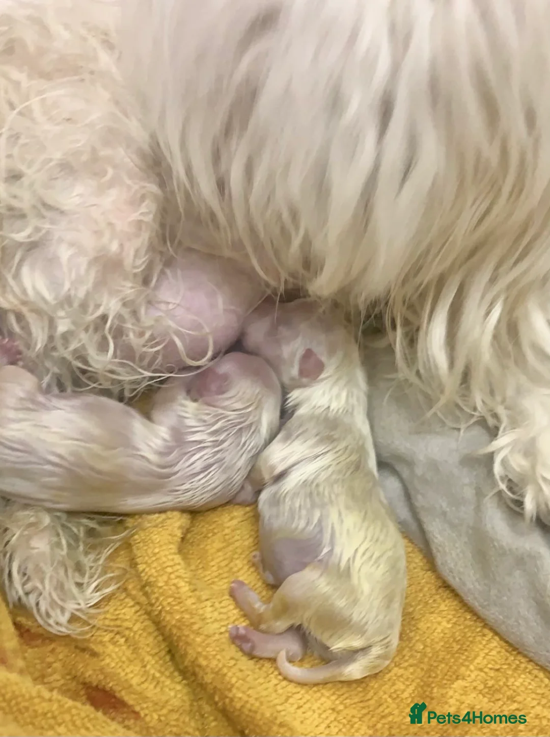 Maltese dogs for stud: STUNNING 💎DIAMOND💎 OPEN AT STUD HEALTH TESTED in Grays - Advert 2