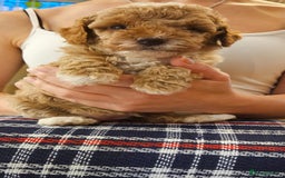 Cockapoo dogs for sale: Beautiful Toy f2 Cockapoos  - Image 11