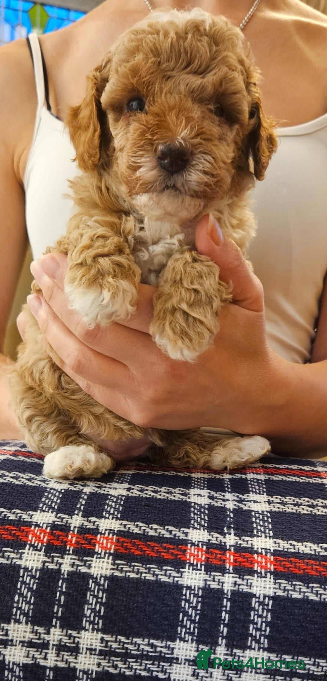 Cockapoo dogs for sale: Beautiful Toy f2 Cockapoos  - Image 11