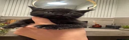 Mixed Breed cats for sale: Mixed British Short Hair Kittens - Ready Now - Advert 17
