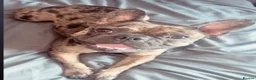 French Bulldog dogs for sale: Lilac Merl French bulldog  - Advert 6