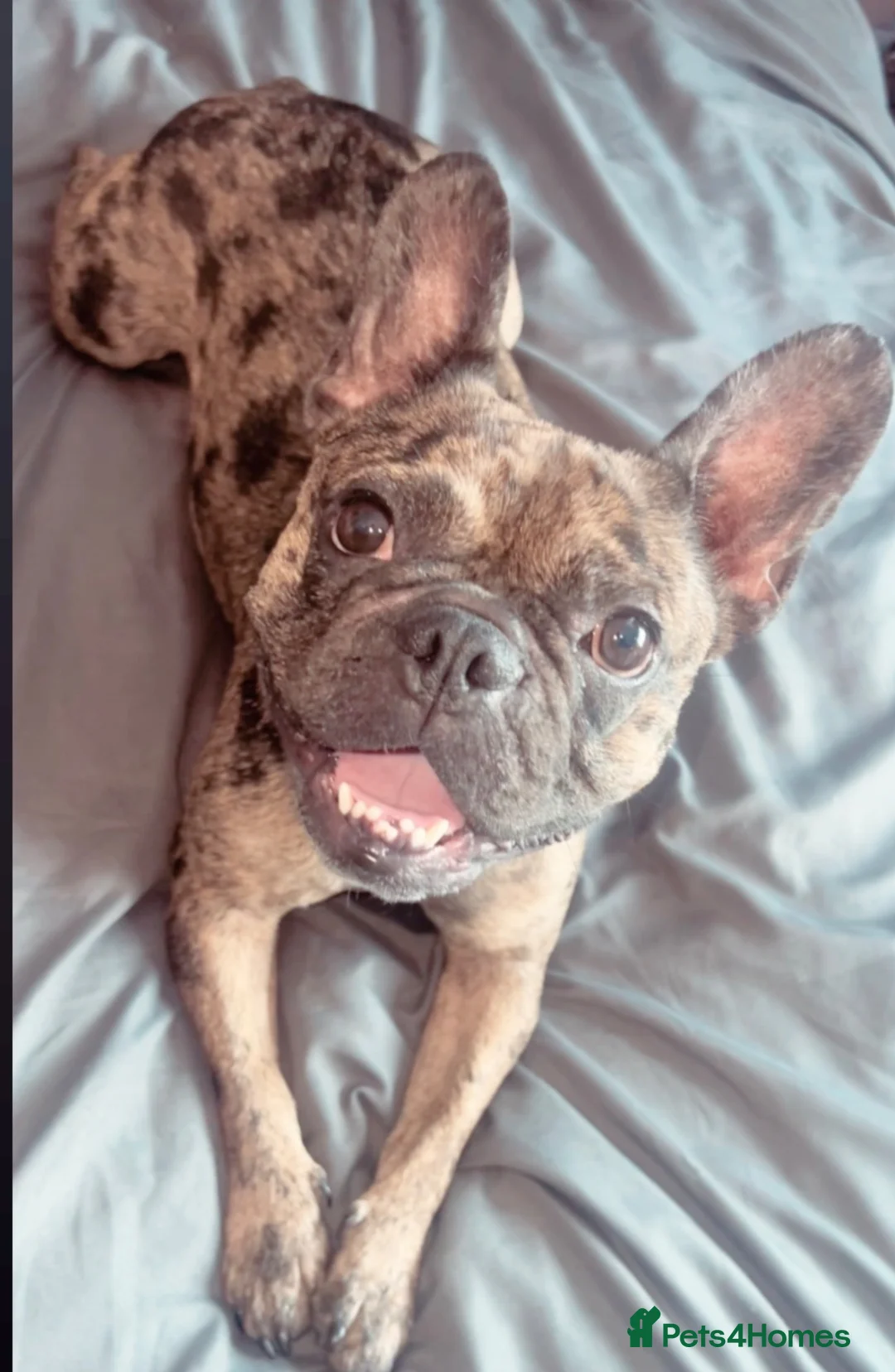 French Bulldog dogs for sale: Lilac Merl French bulldog  - Advert 6