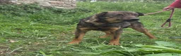 Mixed Breed dogs for adoption: Reim! - Advert 2