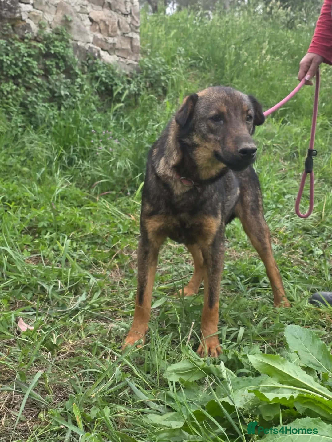 Mixed Breed dogs for adoption: Reim! - Advert 2