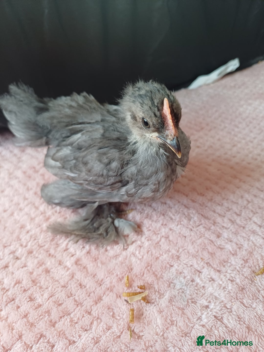 Chickens poultry for sale: Pekin Bantam Cockerils - Image 1