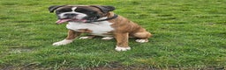 Boxer dogs for stud: KC REGISTERED BRINDLE & WHITE PROVEN STUD.   in Mexborough - Advert 7